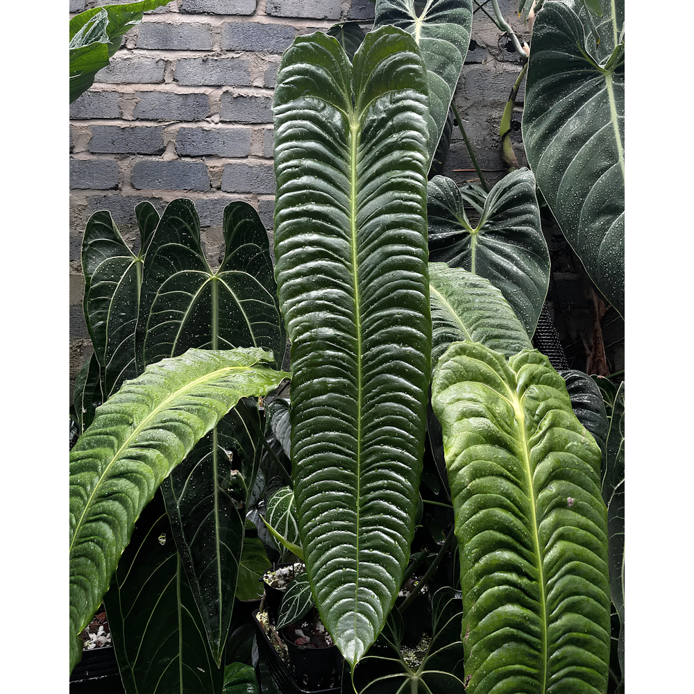 Антуриум Вейтчии (Anthurium Veitchii)